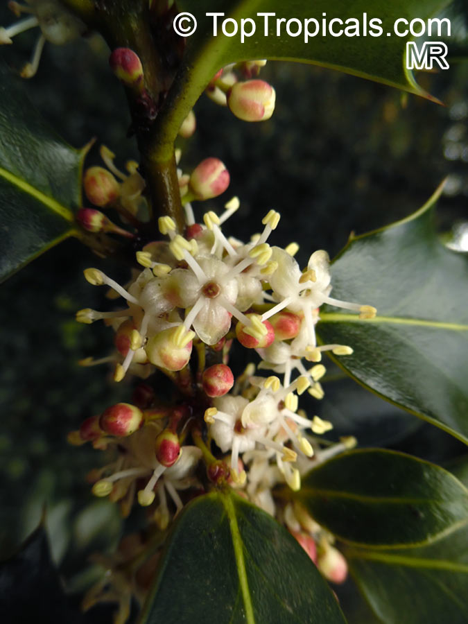 Ilex aquifolium , Holly, European Holly 