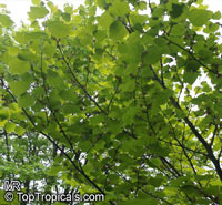 Lindera obtusiloba, Japanese Spicebush

Click to see full-size image