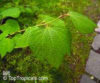 Lindera obtusiloba, Japanese Spicebush

Click to see full-size image