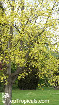 Liriodendron tulipifera, Tulip tree, Yellow Poplar, Tulip Magnolia, Whitewood

Click to see full-size image