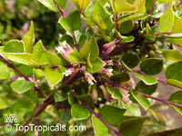 Lonicera nitida , Box Honeysuckle

Click to see full-size image