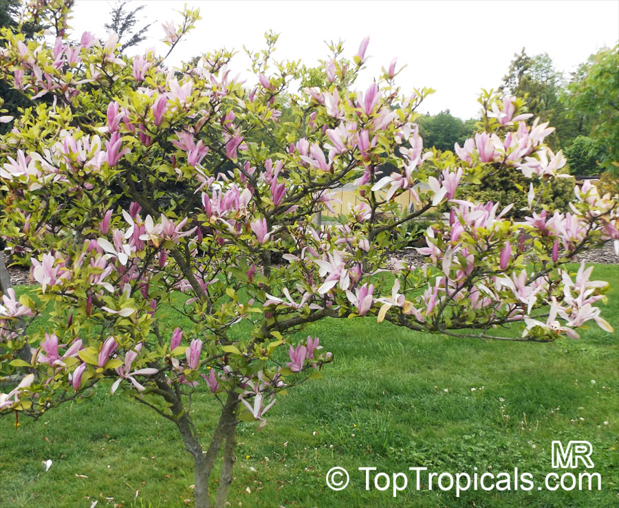 Magnolia sp., Magnolia hybrid. Magnolia 'Jane'. Kosar - de Vos hybrid