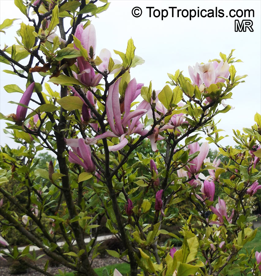 Magnolia liliiflora, Mulan Magnolia, Purple Magnolia, Red Magnolia, Lily Magnolia, Tulip Magnolia, Jane Magnolia. Magnolia 'Jane'. Kosar - de Vos hybrid