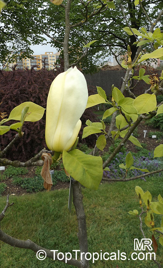 Magnolia acuminata, Cucumber Tree, Cucumber Magnolia. Magnolia acuminata 'Yellow Fever'