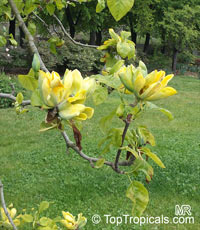 Magnolia acuminata, Cucumber Tree, Cucumber Magnolia

Click to see full-size image