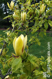 Magnolia acuminata, Cucumber Tree, Cucumber Magnolia

Click to see full-size image