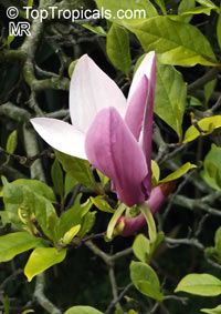 Magnolia liliiflora, Mulan Magnolia, Purple Magnolia, Red Magnolia, Lily Magnolia, Tulip Magnolia, Jane Magnolia

Click to see full-size image