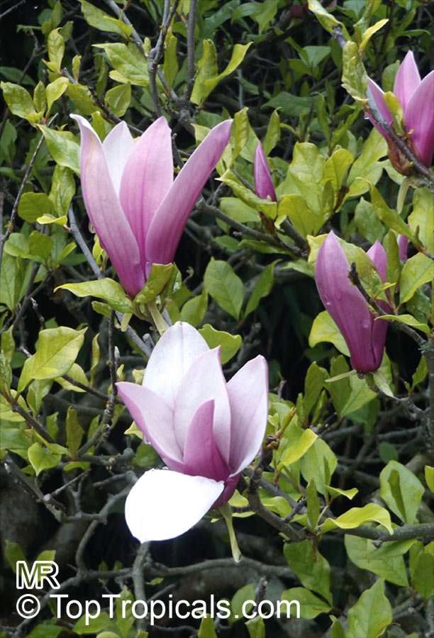 Magnolia liliiflora, Mulan Magnolia, Purple Magnolia, Red Magnolia, Lily Magnolia, Tulip Magnolia, Jane Magnolia. Magnolia liliiflora 'Gracilis'