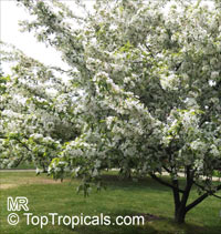 Malus sp., Apple

Click to see full-size image