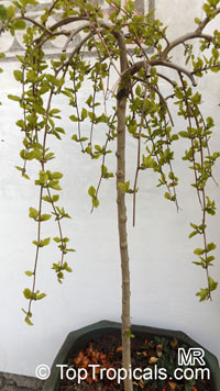 Morus sp., Mulberry. Morus 'Pendula'
