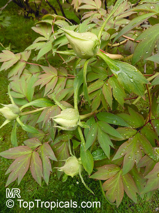 Paeonia suffruticosa, Tree Peony. Paeonia suffruticosa 'Godaishu'