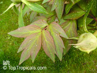 Paeonia suffruticosa, Tree Peony

Click to see full-size image