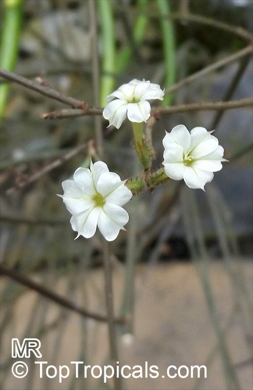 Plumbago aphylla, Leafless Leadwort