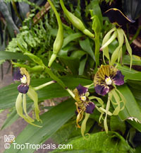 Prosthechea cochleata, Encyclia cochleata, Cockle Orchid