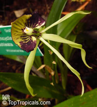 Prosthechea cochleata, Encyclia cochleata, Cockle Orchid