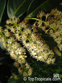 Prunus laurocerasus, Cherry Laurel

Click to see full-size image