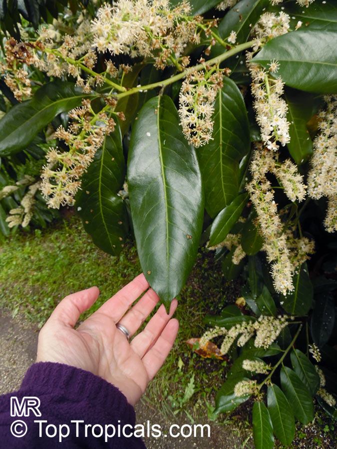 Prunus laurocerasus, Cherry Laurel
