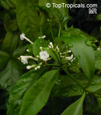 Rauvolfia serpentina, Indian Snakeroot, Sarpagandha

Click to see full-size image