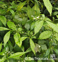 Rauvolfia serpentina, Indian Snakeroot, Sarpagandha

Click to see full-size image