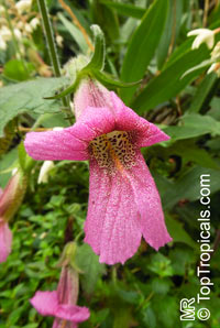 Rehmannia elata, Chinese Foxglove

Click to see full-size image