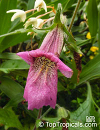 Rehmannia elata, Chinese Foxglove

Click to see full-size image