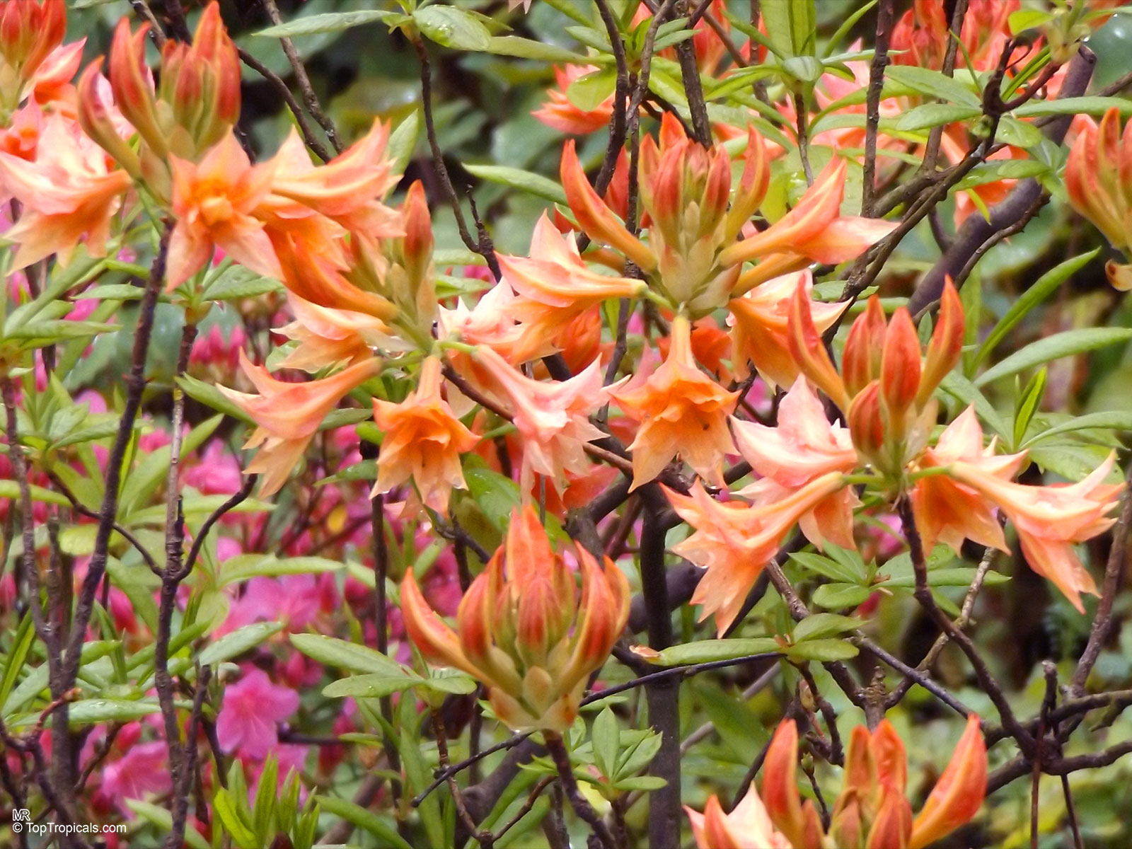 Rhododendron sp., Azalea 'Freya' Rhododendron sp., Azalea 'Freya'