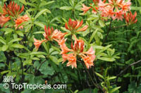 Rhododendron 'Freya', Azalea 'Freya'

Click to see full-size image