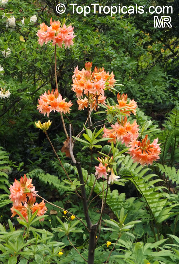 Rhododendron 'Freya', Azalea 'Freya'