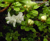 Rhododendron kiusianum , Kyushu azalea

Click to see full-size image