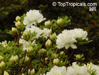 Rhododendron kiusianum , Kyushu azalea

Click to see full-size image