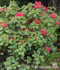 Rhododendron williamsianum, Williamsianum rhododendron

Click to see full-size image