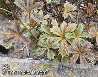 Rodgersia podophylla, Astilbe podophylla, Rodger's bronze-leaf

Click to see full-size image