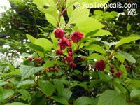 Schisandra sp., Magnolia Vine. Schisandra grandiflora var. rubriflora