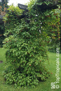 Schisandra sp., Magnolia Vine. Schisandra grandiflora var. rubriflora