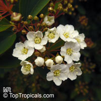 Spiraea sp., Bridal's Veil

Click to see full-size image