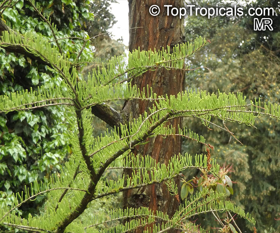 Taxodium sp., Bald Cypress