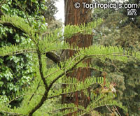 Taxodium sp., Bald Cypress

Click to see full-size image