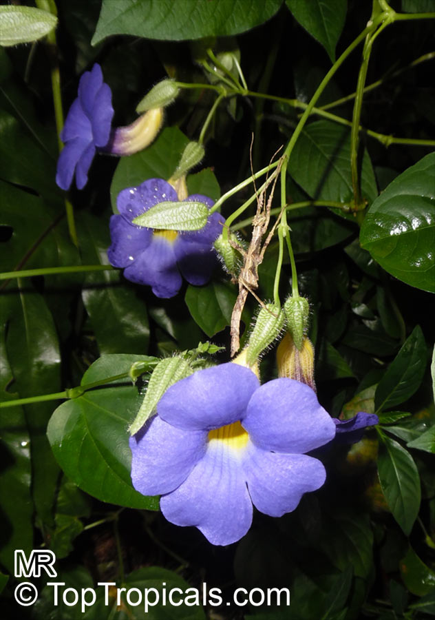 Thunbergia battiscombei, Bengal Clock Vine, Blue Trumpet Vine, Blue Sky vine, Scrambling sky flower, Blue Glory