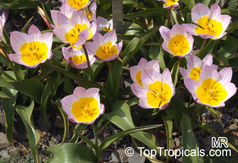 Tulipa sp., Tulip. Tulipa saxatilis 'Lilac Wonder'