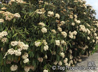 Viburnum rhytidophyllum, Leatherleaf Viburnum

Click to see full-size image