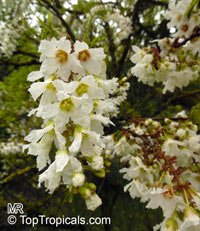 Xanthoceras sorbifolium, Shiny Leaf Yellowhorn, Goldenhorn, Chinese Flowering Chestnut

Click to see full-size image