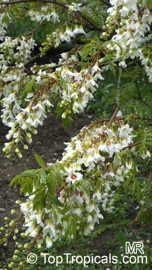 Xanthoceras sorbifolium, Shiny Leaf Yellowhorn, Goldenhorn, Chinese Flowering Chestnut
