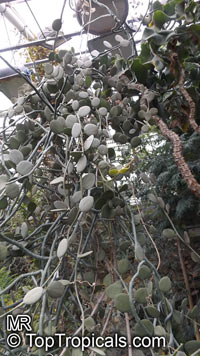 Xerosicyos danguyi, Silver Dollar Plant