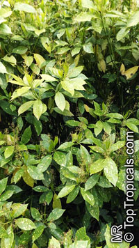 Aucuba japonica, Japanese Aucuba, Japanese Laurel

Click to see full-size image