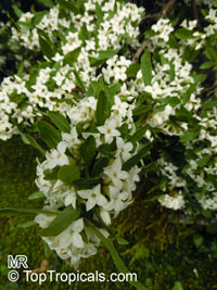Daphne sp., Winter Daphne

Click to see full-size image