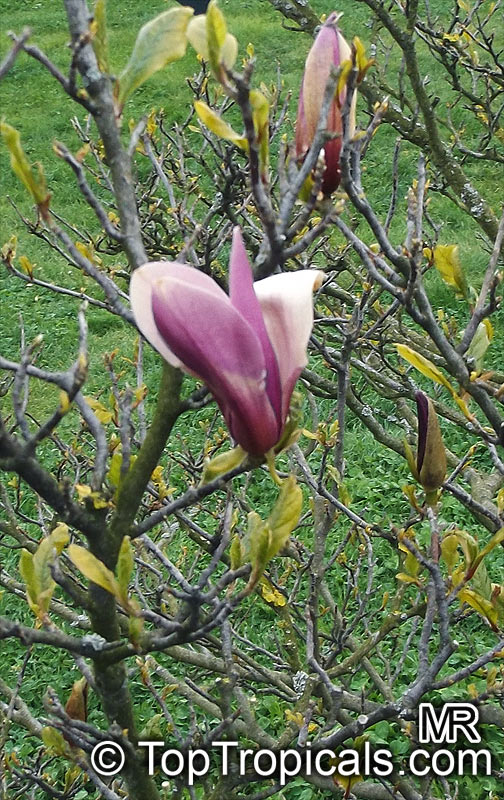 Magnolia stellata, Star Magnolia. Magnolia liliiflora x stellata 'Orchid'