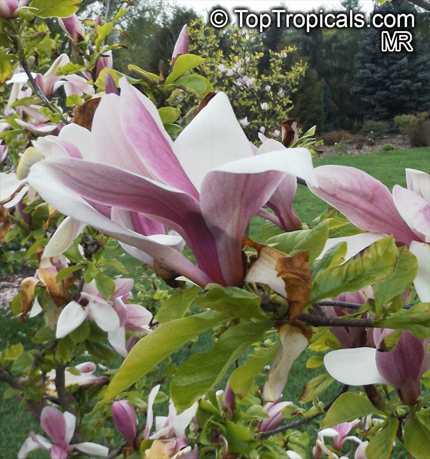Magnolia x soulangeana, Saucer Magnolia. Magnolia x soulangeana 'Dorsopurpurea'