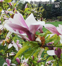 Magnolia x soulangeana, Saucer Magnolia

Click to see full-size image