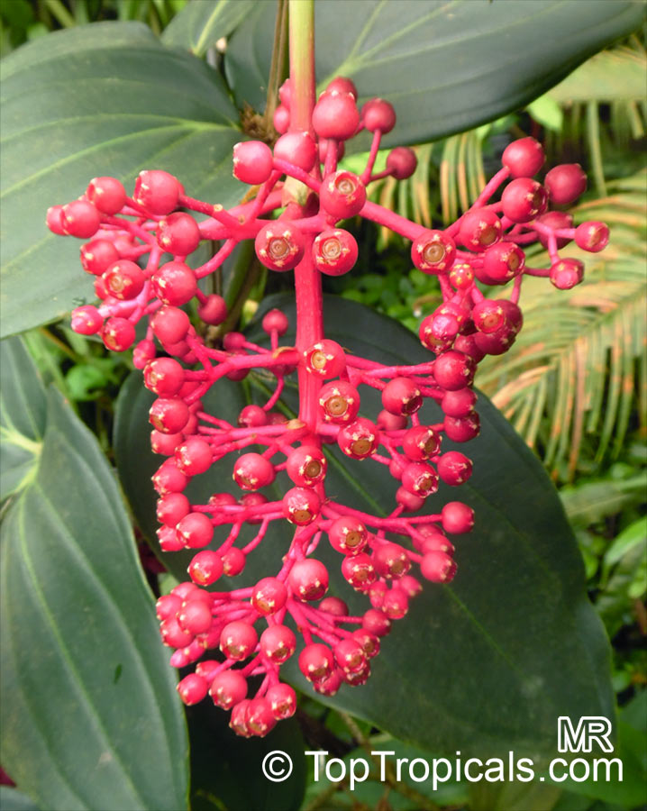 Medinilla cumingii, Chandelier Tree, Showy Melastome, Showy Medinilla, Malaysian Orchid