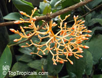 Medinilla scortechinii, Orange medinilla, Orange Spike

Click to see full-size image